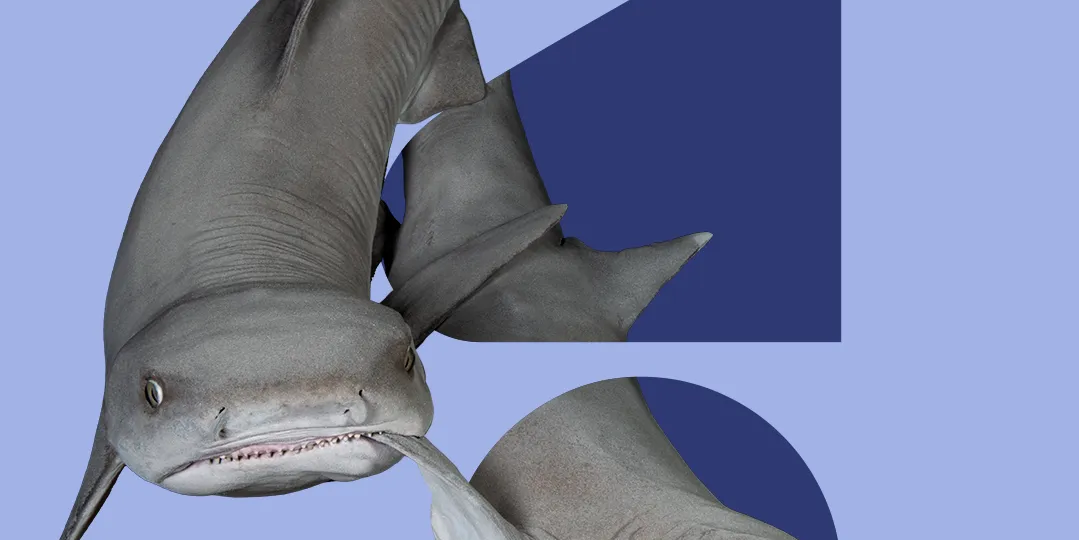 Aussschitt des Startscreens