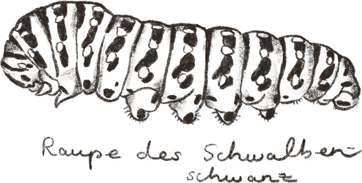 Illustration: Caterpillar