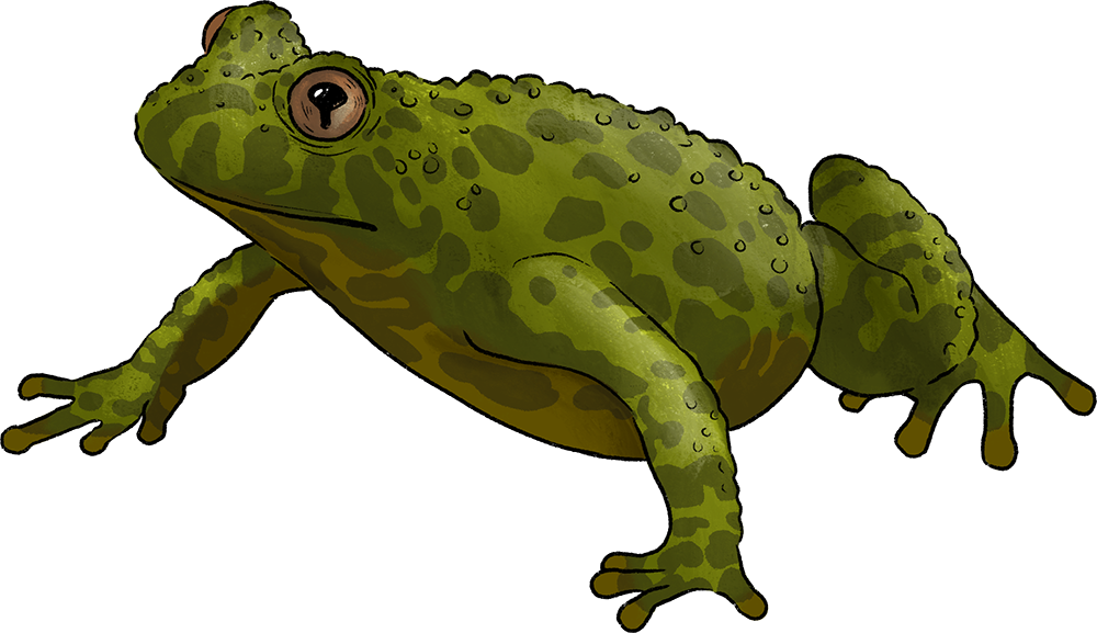 Illustration: Toad Illustration: Toad